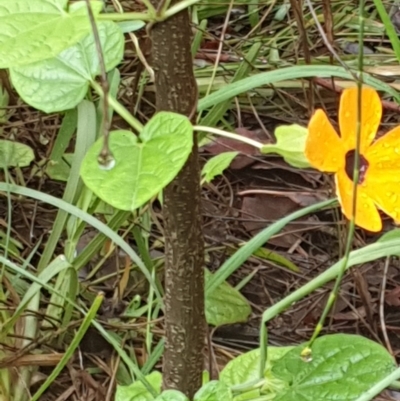 Thunbergia alata (Black-eyed Susan) at Ulladulla, NSW - 13 Feb 2020 by Mooldath