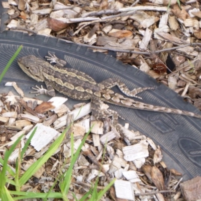 Amphibolurus muricatus (Jacky Lizard) at Tathra Public School - 12 Feb 2020 by TathraPreschool