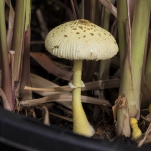 Leucocoprinus birnbaumii at Higgins, ACT - 13 Feb 2020 08:49 AM