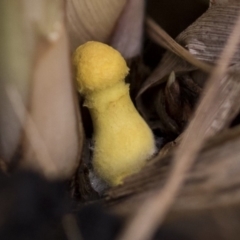 Leucocoprinus birnbaumii at Higgins, ACT - 13 Feb 2020