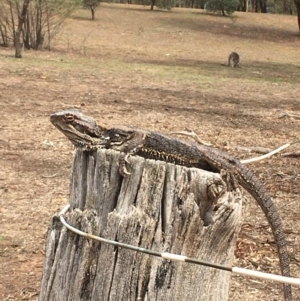 Pogona barbata at Hackett, ACT - suppressed