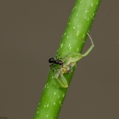 Thomisidae (family) (Unidentified Crab spider or Flower spider) at Acton, ACT - 13 Feb 2020 by Roger