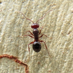 Melophorus sp. (genus) at Hackett, ACT - 11 Feb 2020