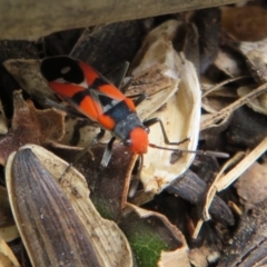 Melanerythrus mactans (A seed bug) at Flynn, ACT - 11 Feb 2020 by Christine