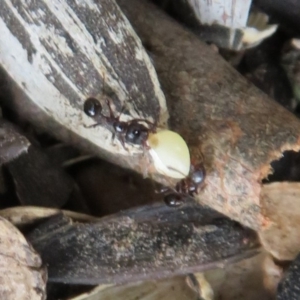 Pheidole sp. (genus) at Flynn, ACT - 11 Feb 2020