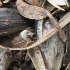 Pheidole sp. (genus) at Flynn, ACT - 11 Feb 2020 05:07 PM