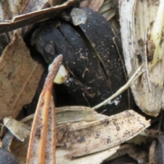 Pheidole sp. (genus) at Flynn, ACT - 11 Feb 2020