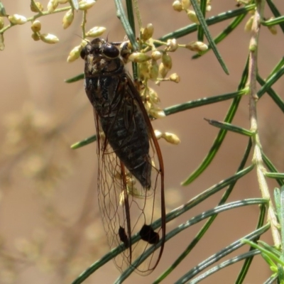 Galanga labeculata (Double-spotted cicada) at ANBG - 11 Feb 2020 by Christine
