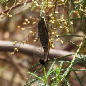 Galanga labeculata at Acton, ACT - 11 Feb 2020