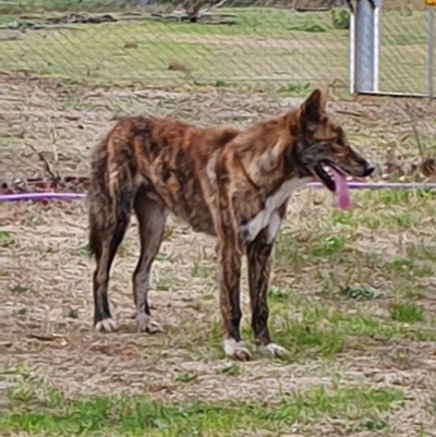 Canis lupus (Dingo / Wild Dog) at Rendezvous Creek, ACT - 12 Feb 2020 by ChrisHolder