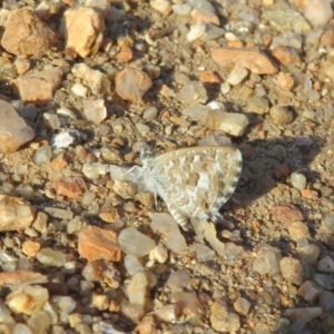 Theclinesthes serpentata at Fyshwick, ACT - 31 Jan 2020 09:14 AM