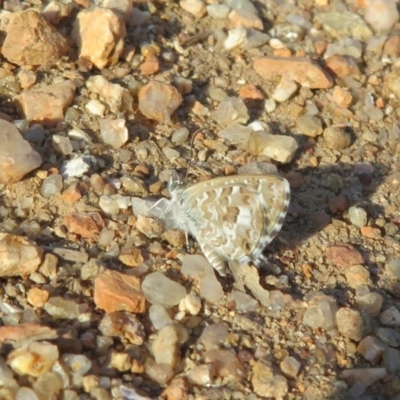 Theclinesthes serpentata (Saltbush Blue) at Fyshwick, ACT - 31 Jan 2020 by Christine