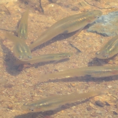 Gambusia holbrooki (Gambusia, Plague minnow, Mosquito fish) at Dunlop, ACT - 4 Feb 2020 by Christine
