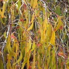 Amyema miquelii (Box Mistletoe) at Jerrabomberra, ACT - 5 Feb 2020 by Christine