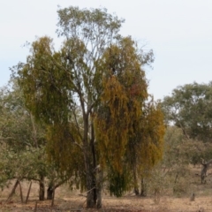 Amyema miquelii at Jerrabomberra, ACT - 5 Feb 2020