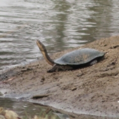 Chelodina longicollis (Eastern Long-necked Turtle) at Symonston, ACT - 5 Feb 2020 by Christine