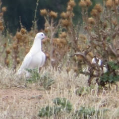 Columba livia (Rock Dove (Feral Pigeon)) at Fyshwick, ACT - 12 Feb 2020 by Christine