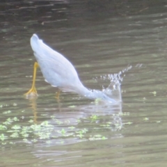 Egretta novaehollandiae (White-faced Heron) at Fyshwick, ACT - 12 Feb 2020 by Christine