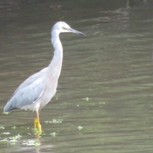 Egretta novaehollandiae at Fyshwick, ACT - 12 Feb 2020