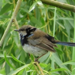 Malurus cyaneus (Superb Fairywren) at Fyshwick, ACT - 12 Feb 2020 by Christine