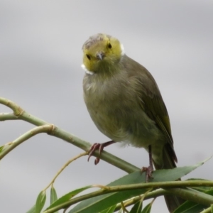 Ptilotula penicillata at Fyshwick, ACT - 12 Feb 2020