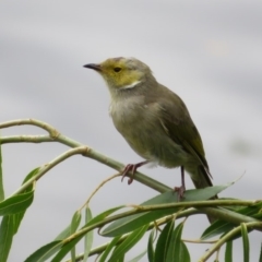 Ptilotula penicillata at Fyshwick, ACT - 12 Feb 2020