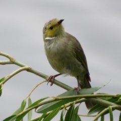 Ptilotula penicillata at Fyshwick, ACT - 12 Feb 2020