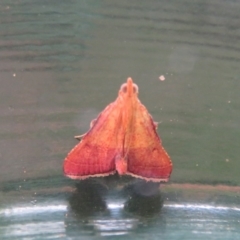 Endotricha pyrosalis (A Pyralid moth (Endotrichinae) at Flynn, ACT - 13 Feb 2020 by Christine