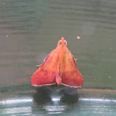 Endotricha pyrosalis (A Pyralid moth) at Flynn, ACT - 12 Feb 2020 by Christine