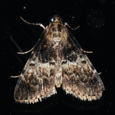 Orthaga thyrisalis (Teatree Web Moth) at Ainslie, ACT - 12 Feb 2020 by jb2602