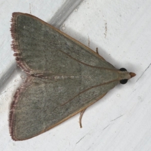 Ocrasa albidalis at Ainslie, ACT - 12 Feb 2020