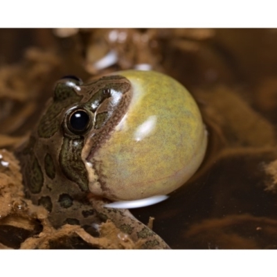 Limnodynastes tasmaniensis (Spotted Grass Frog) at Ainslie, ACT - 12 Feb 2020 by kdm