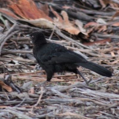 Corcorax melanorhamphos (White-winged Chough) at Hughes, ACT - 11 Feb 2020 by LisaH