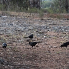 Corcorax melanorhamphos at Hughes, ACT - 11 Feb 2020