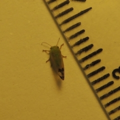 Psyllidae sp. (family) (Unidentified psyllid or lerp insect) at Conder, ACT - 28 Jan 2020 by michaelb