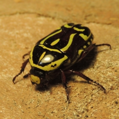 Eupoecila australasiae (Fiddler Beetle) at Bonython, ACT - 17 Dec 2019 by MichaelBedingfield