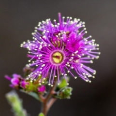 Kunzea capitata (Pink Kunzea) at Penrose - 19 Oct 2019 by Aussiegall