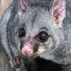 Trichosurus vulpecula (Common Brushtail Possum) at Hughes, ACT - 12 Feb 2020 by ruthkerruish