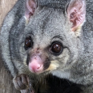 Trichosurus vulpecula at Hughes, ACT - 12 Feb 2020