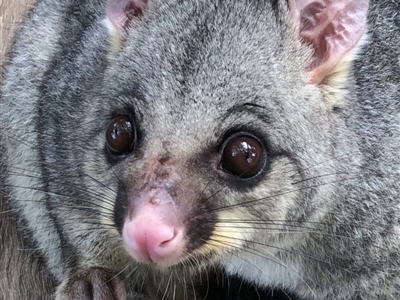 Trichosurus vulpecula (Common Brushtail Possum) at Hughes, ACT - 12 Feb 2020 by ruthkerruish