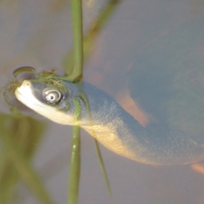 Chelodina longicollis (Eastern Long-necked Turtle) at Dunlop, ACT - 14 Feb 2020 by Christine