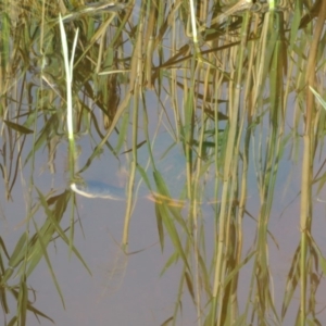 Chelodina longicollis at Dunlop, ACT - 14 Feb 2020