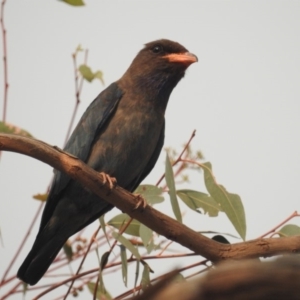 Eurystomus orientalis at Kambah, ACT - 29 Jan 2020