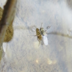 Ephydridae sp. (family) (Shore Flies) at Dunlop, ACT - 13 Feb 2020 by Christine