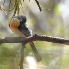 Myiagra rubecula (Leaden Flycatcher) at Acton, ACT - 30 Jan 2020 by HelenCross