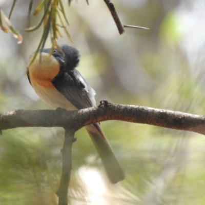 Myiagra rubecula (Leaden Flycatcher) at Acton, ACT - 30 Jan 2020 by HelenCross