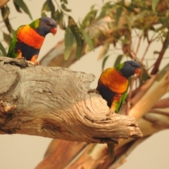 Trichoglossus moluccanus (Rainbow Lorikeet) at Kambah, ACT - 29 Jan 2020 by HelenCross