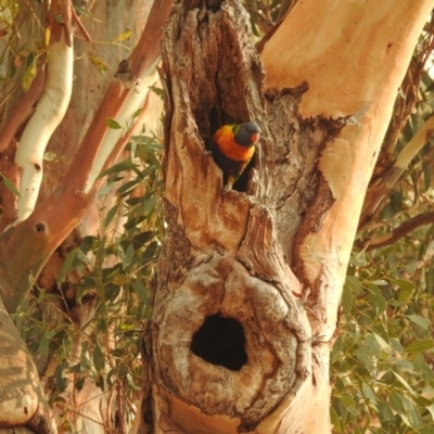 Trichoglossus moluccanus (Rainbow Lorikeet) at Kambah, ACT - 29 Jan 2020 by HelenCross