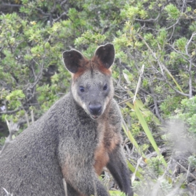 Wallabia bicolor (Swamp Wallaby) at Guerilla Bay, NSW - 26 Jan 2020 by HelenCross