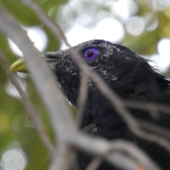 Ptilonorhynchus violaceus (Satin Bowerbird) at Acton, ACT - 11 Feb 2020 by HelenCross